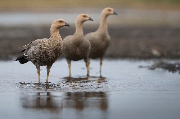 Ruddy-headed goose
