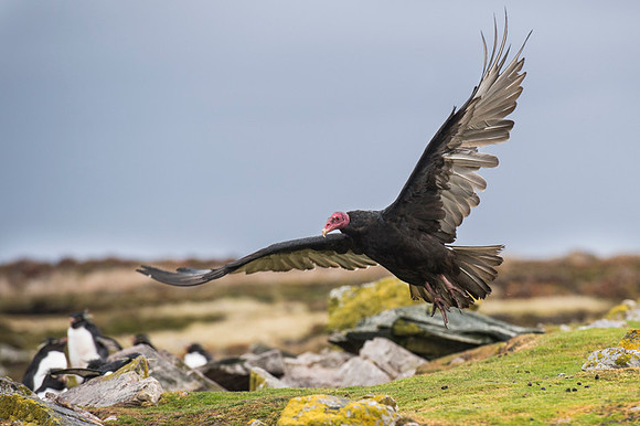 Turkey Vulture