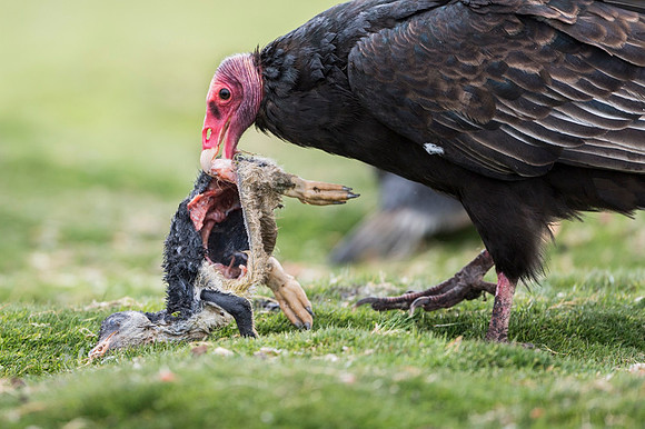 Turkey Vulture