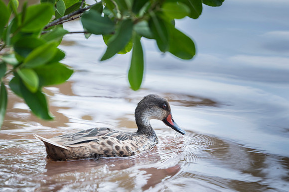 White cheeked pintail duck