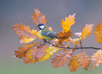 Great Tit / Sikora bogatka
