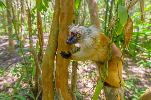 Lemur Macaco
