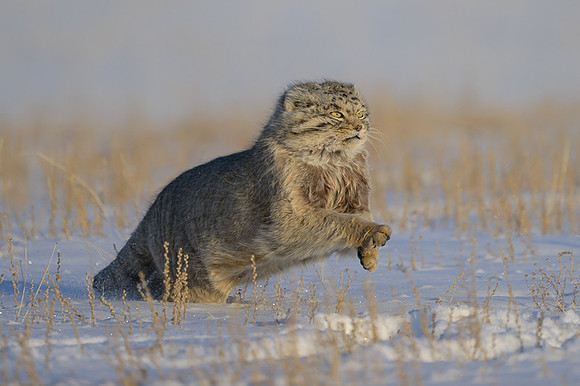 Pallas's cat