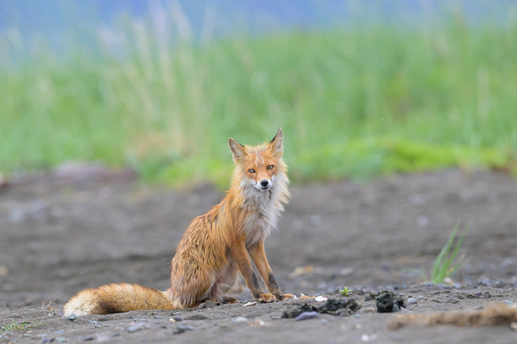 Red fox