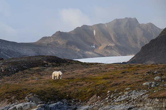 Polar bear