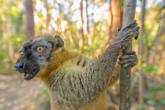 Common brown lemur