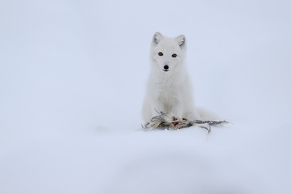 Arctic fox White