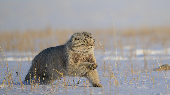 Pallas's cat