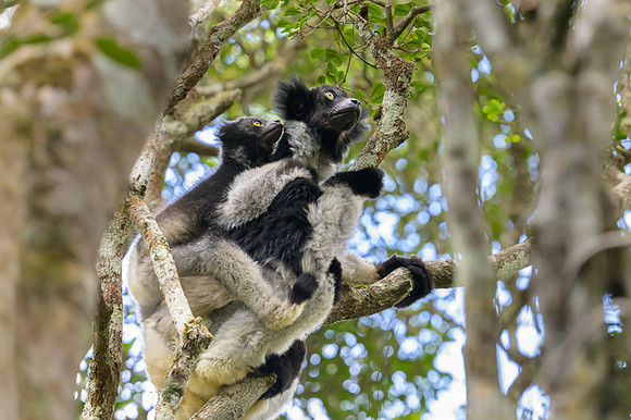 Indri lemur