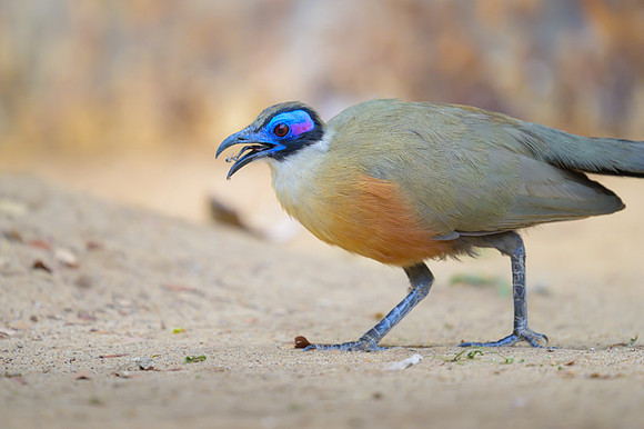 Olive-capped Coua