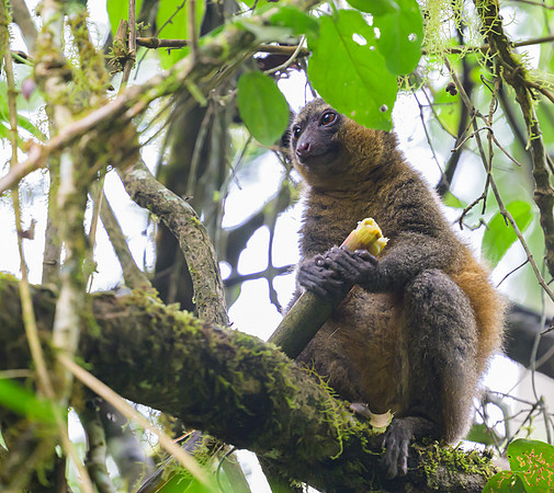 Golden Bamboo Lemur