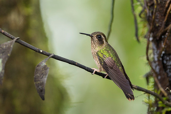 Speckled Hummingbird