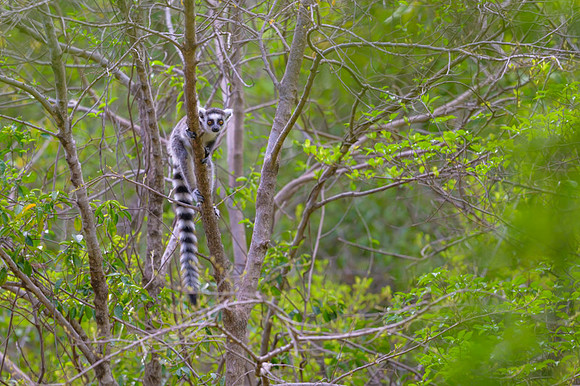 Ring-tailed lemurs