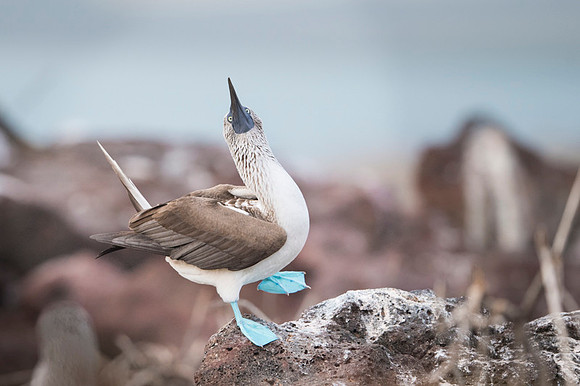 Blue-footed booby