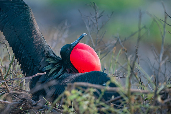 Magnificent Frigate Bird