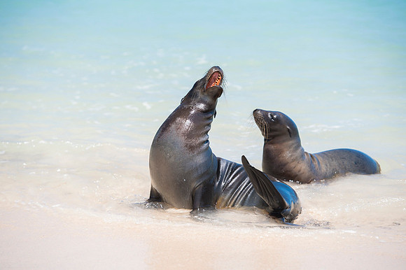 Sea lion