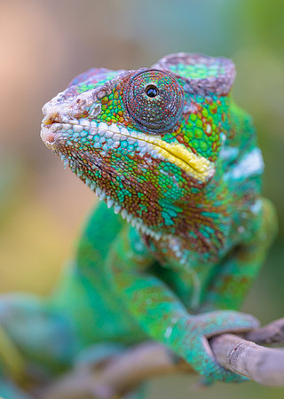 Panther chameleon