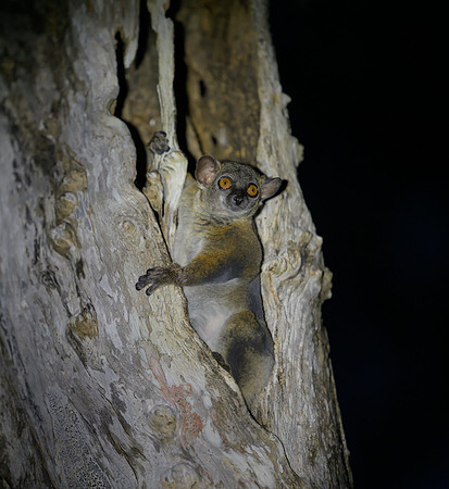 Coquerels giant mouse lemur