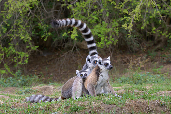 Ring-tailed lemurs