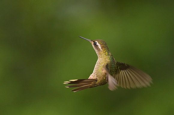 Speckled Hummingbird
