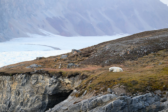 Polar bear