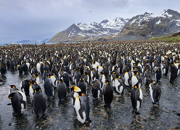 King Penguin