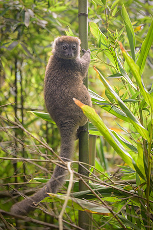 Gray bamboo lemur