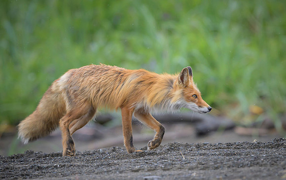 Red fox