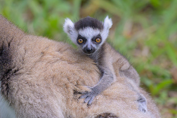 Ring-tailed lemurs