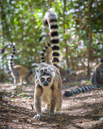 Ring-tailed lemurs
