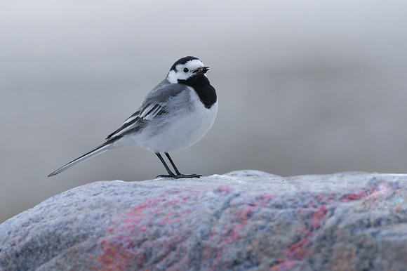 White Wagtail / Pliszka siwa