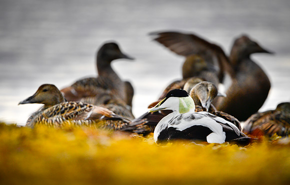 Common Eider / Edredon