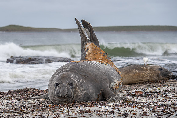 Elephant seal