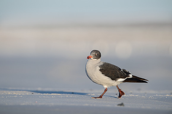 Dolphin gull