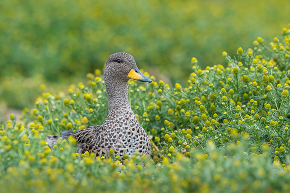 Speckled teal