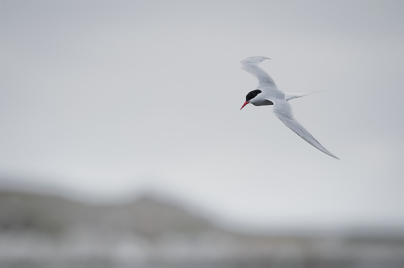 South American Tern