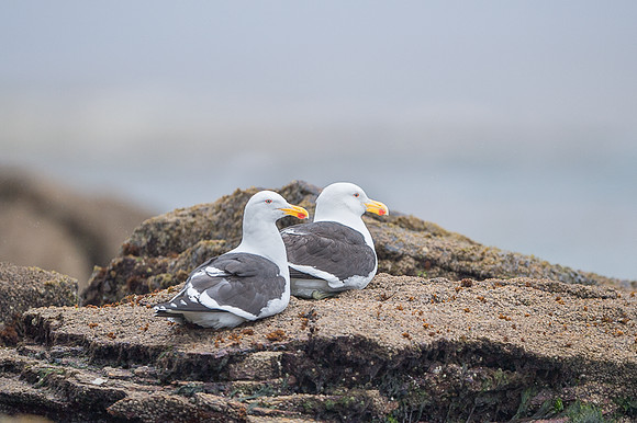 Kelp gull