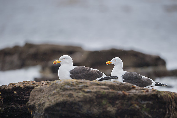 Kelp gull