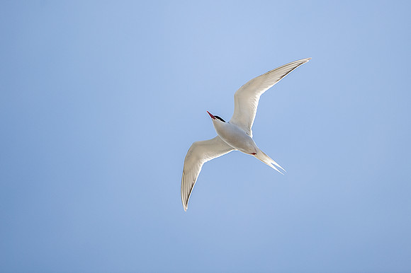 South American Tern