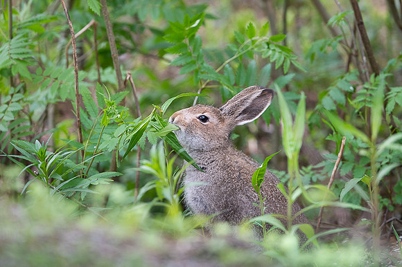 Eurobean rabbit / Zając