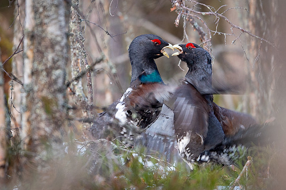 Capercaillie / Głuszec