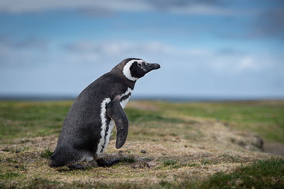 Magellanic penguin
