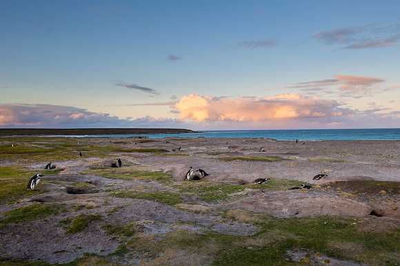 Magellanic penguin