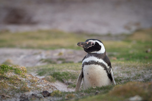 Magellanic penguin
