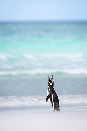 Magellanic penguin