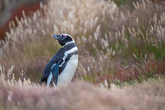 Magellanic penguin