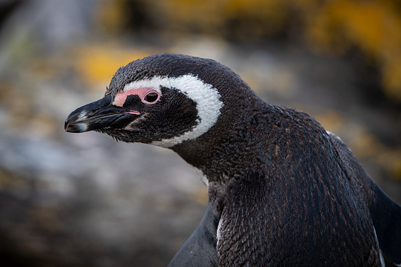 Magellanic penguin