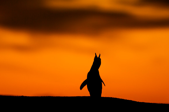 Magellanic penguin