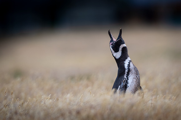 Magellanic penguin