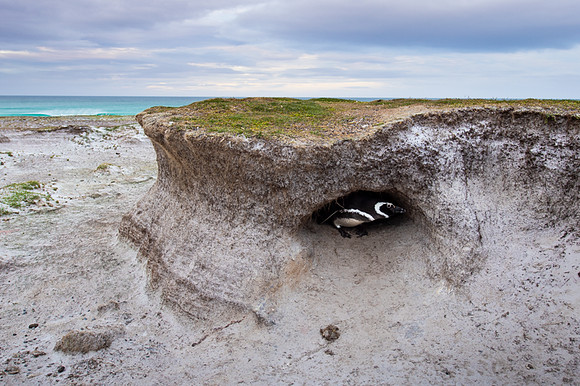 Magellanic penguin